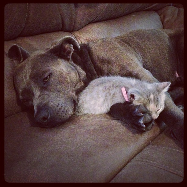 True's Pibble & rescued kitten