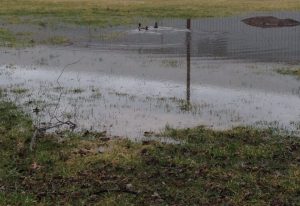 back 40 -- with ducks!