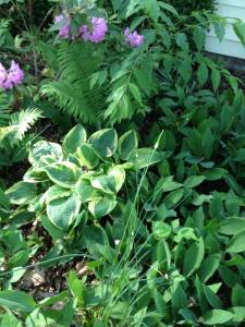 hostas galore, overload of lily-of-the-valley, more ferns...