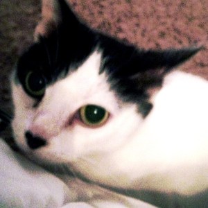 this is como. she's 5 and she hides. alawt.