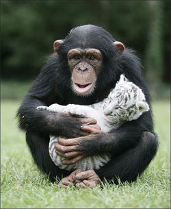 chimp-tiger