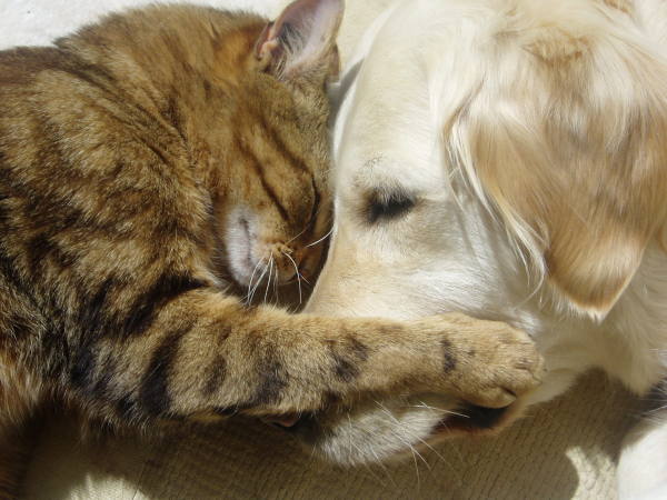 Old-Dog-and-Cat-Sleepy-Embrace