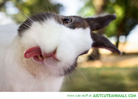 cute-animals-pictures-bunny-rabbit-sticking-tongue-out