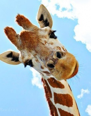 giraffetilt