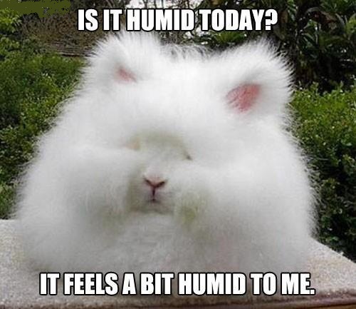 humid bunny[1]