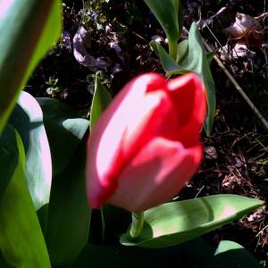 tulip.red