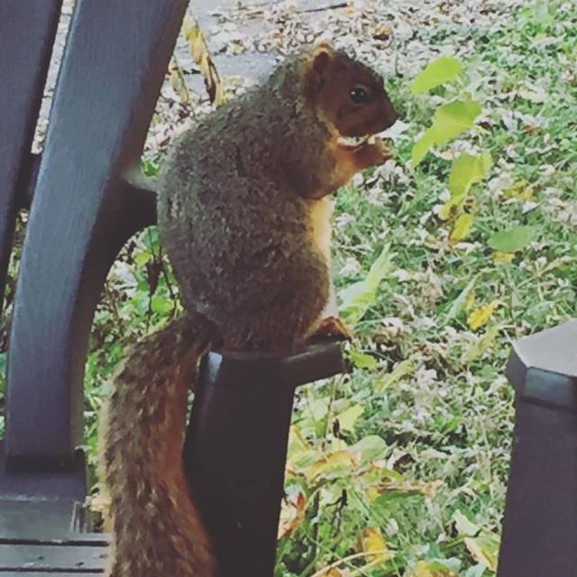 squirrel21