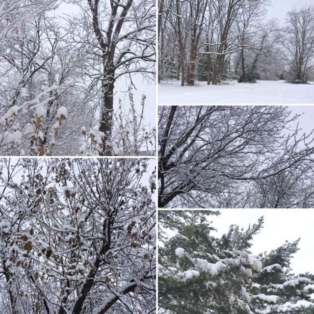 snowtree_collage