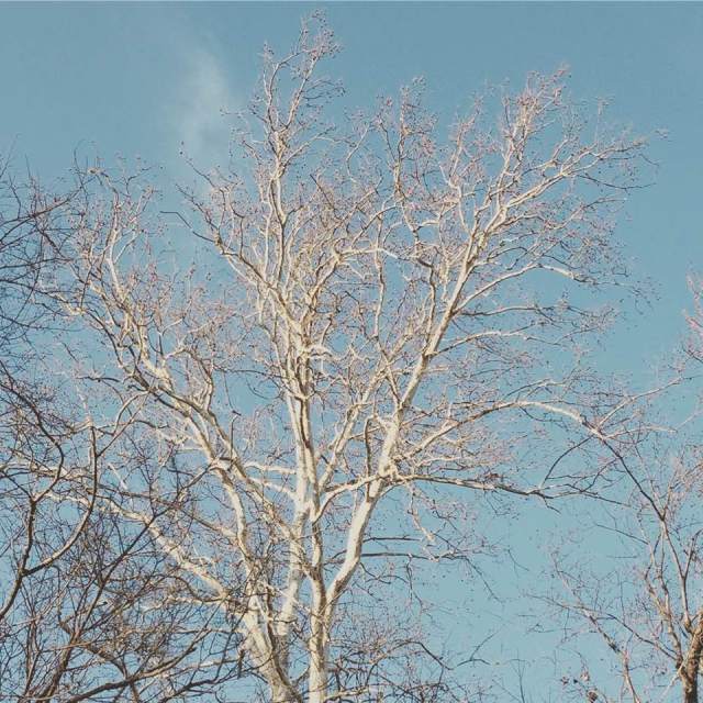 poplar_tree